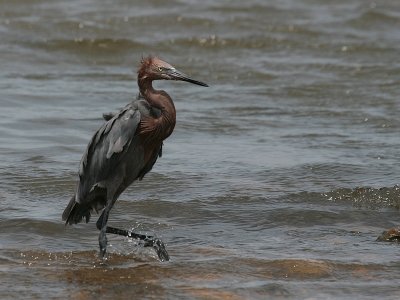 Reddish Heron