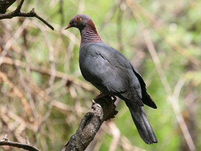 Scaly-naped Pigeon