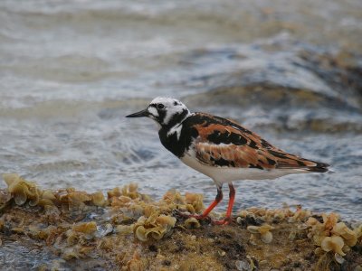 Ruddy Turnstone 1