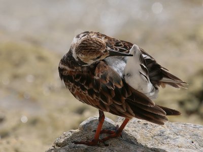 Ruddy Turnstone 2
