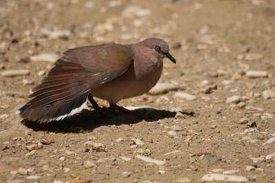 Verreaux' Pigeon 2