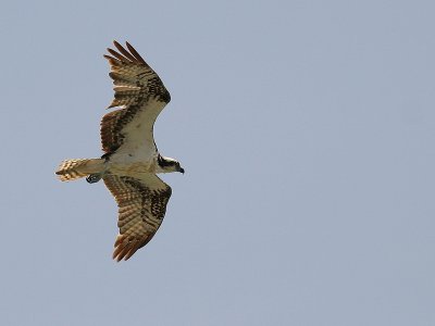 Osprey 1