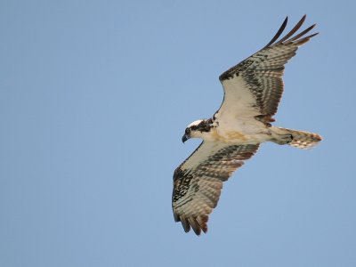 Osprey 2