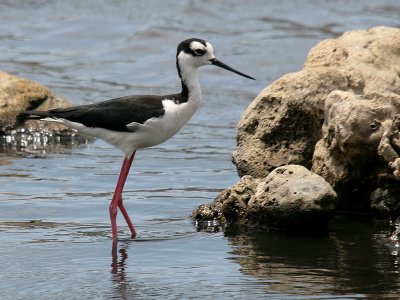 Black-winged Stilt-6861.jpg