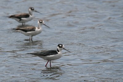Black-winged Stilt-6875.jpg