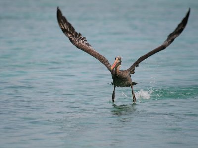 Brown Pelican-6261.jpg