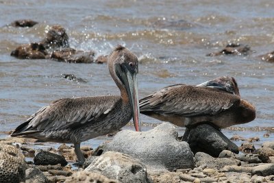 Brown Pelican-6882.jpg