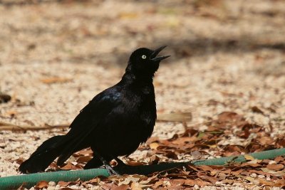 Carib Grackle-7321.jpg