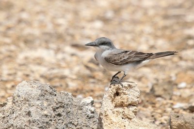 Grey Kingbird-6805.jpg