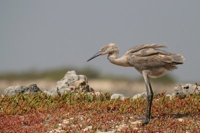 Juv. Tricolored Heron-6437.jpg
