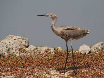 Juv. Tricolored Heron-6450.jpg