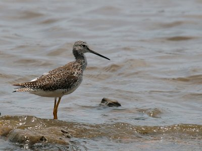 Lesser Yellowlegs-6863.jpg