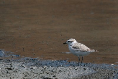 Snowy Plover-6692.jpg