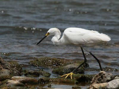 Snowy Egret-6916.jpg