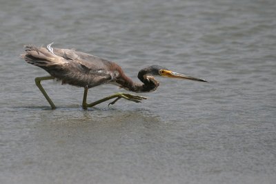 Tricolored Heron