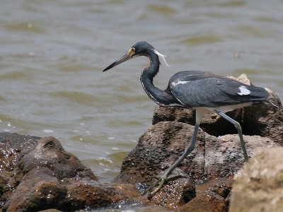 Tricolored Heron-6815.jpg