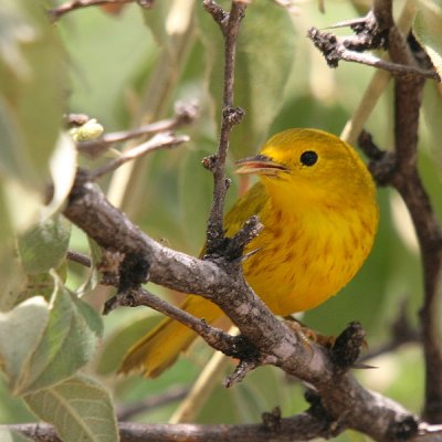 Yellow Warbler-6812.jpg
