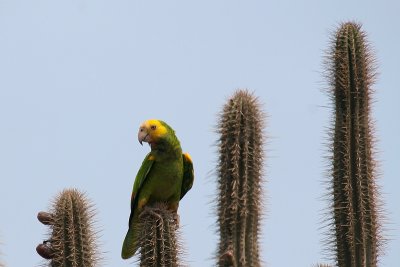 Yellow-shouldered Parrot-6762.jpg