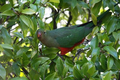 Female King Parrot 0351.jpg