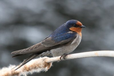 Welcome Swallow 1521a.jpg