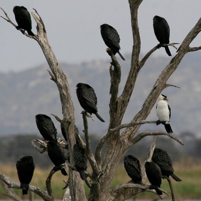 Little Black Cormorants-1654.jpg