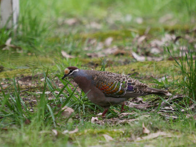 Common Bronzewing 0182a.jpg