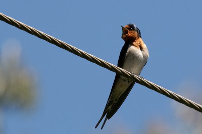 Welcome Swallow 1232.jpg