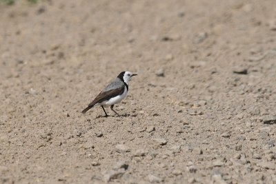 White-fronted Chat 2352a.jpg