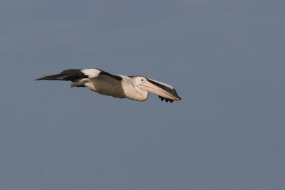 Australian Pelican 2383.jpg