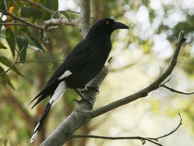 Pied Currawong 9771.jpg