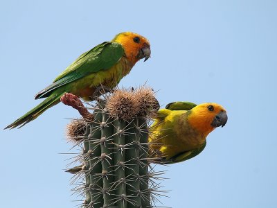 Birds of Bonaire