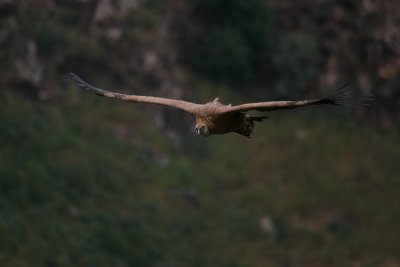 Griffon Vulture