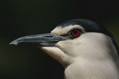 Night Heron