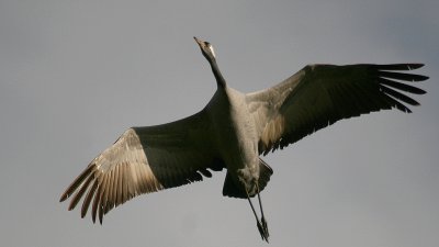 Eureasian Crane