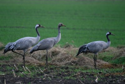 Eureasian Crane