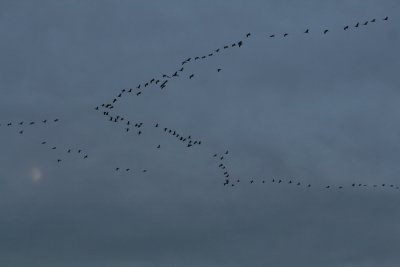 Eureasian Crane