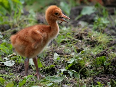 Siberian Crane