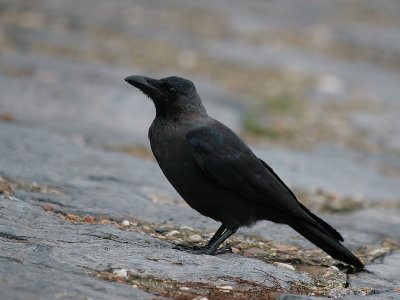 Huiskraai - House Crow - Corvus splendens