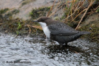 Waterspreeuw-Dipper-02.jpg