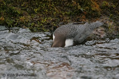 Waterspreeuw-Dipper-03.jpg