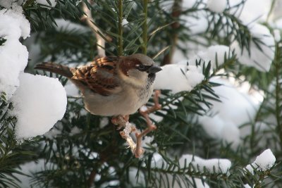 Huis(Kerst)mus - House Sparrow