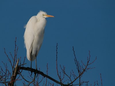 Grote Zilverreiger - Great White Heron