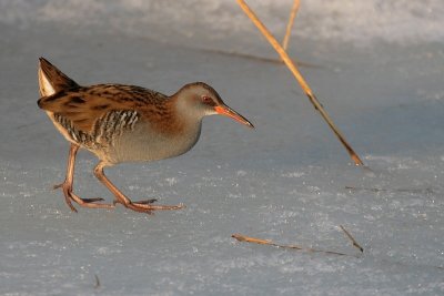 Waterral - Water Rail