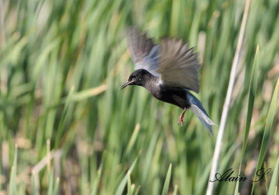 Guifette noire / Black Tern 2689