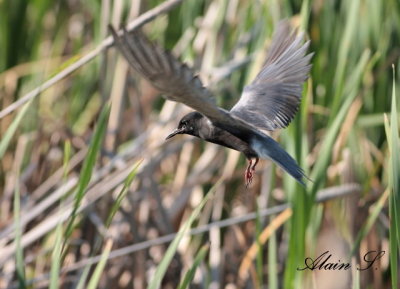 Guifette noire / Black Tern 2725