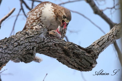 Buse  queue rousse / red-tailed Hawk