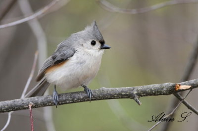 Mesange bicolore / Tufted Titmouse_3210