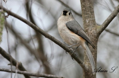 Mesange bicolore / Tufted Titmouse_3214
