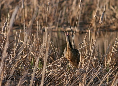 Butor dAmrique  / American Bittern 3339
