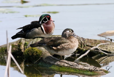 Canard branchu / Wood duck (pair)_3399